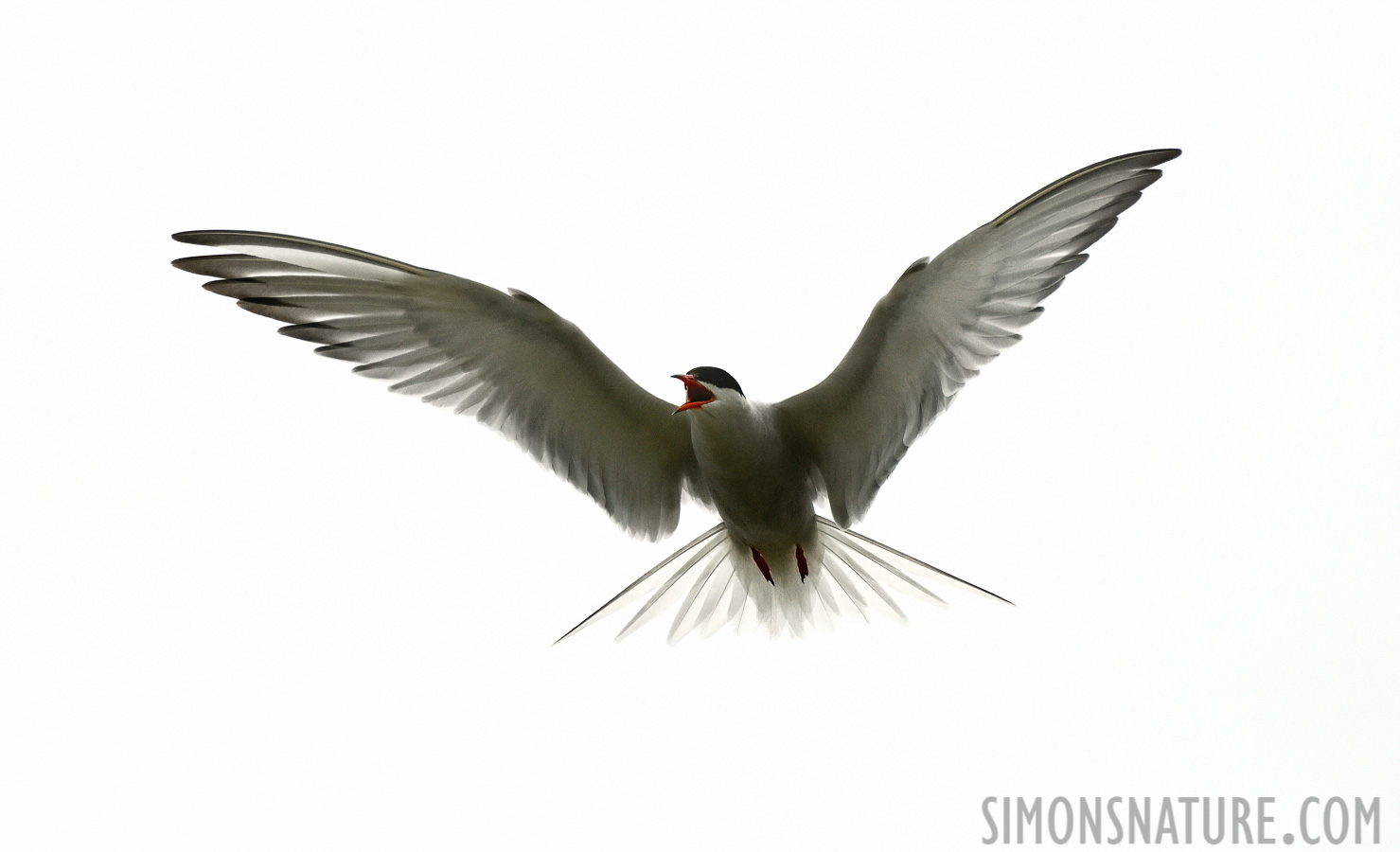 Sterna hirundo hirundo [380 mm, 1/8000 Sek. bei f / 8.0, ISO 1600]